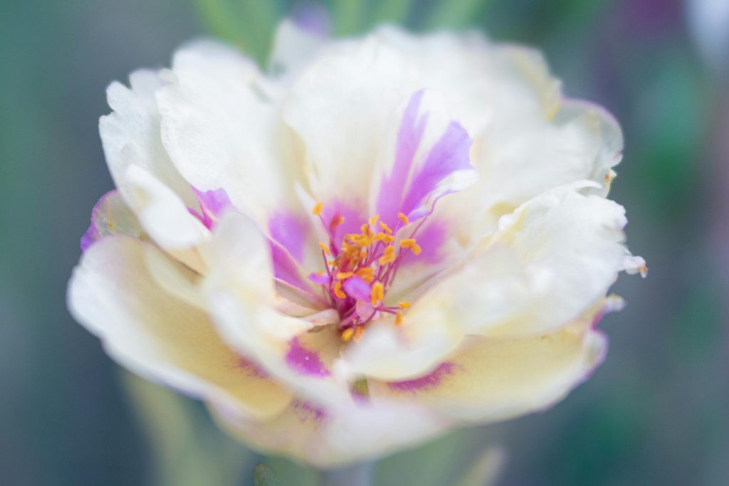 Close-up Photo of a White and Purple Flower Image