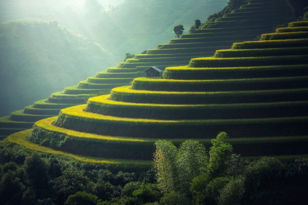 Green Tea Tea Fields Images